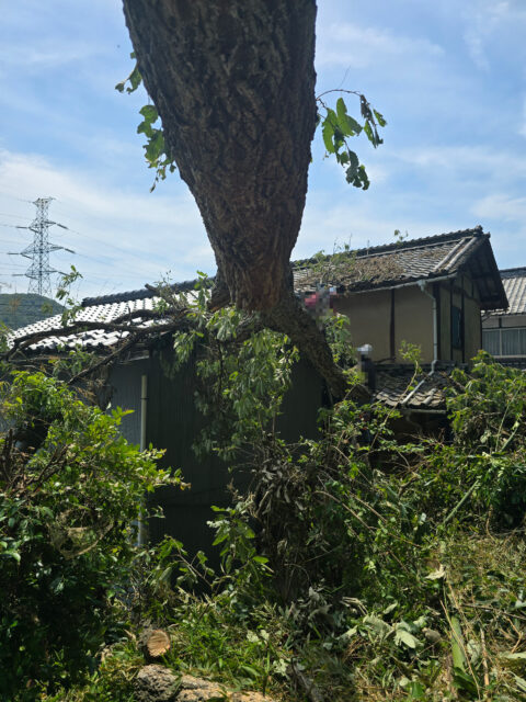 岡山県笠岡市K様邸　倒木伐採